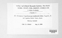 Uromyces lespedezae-procumbentis image